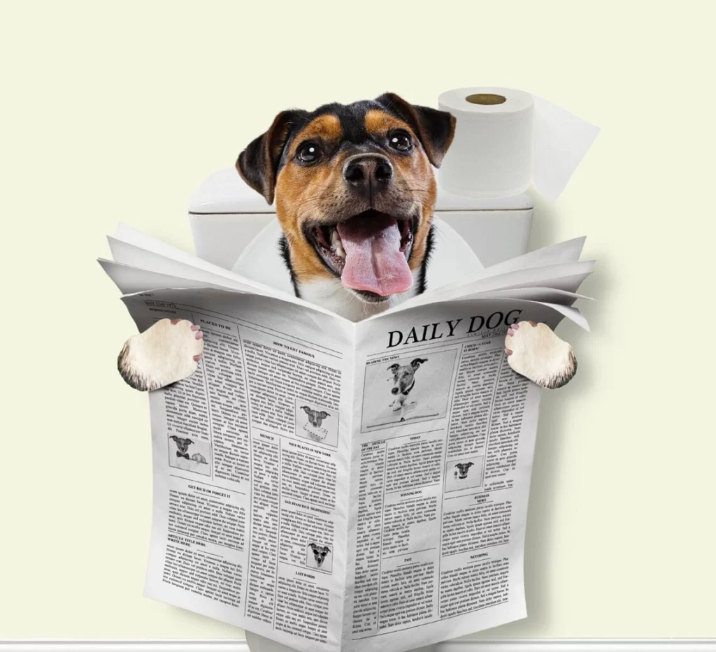 custom pet portrait in toilet