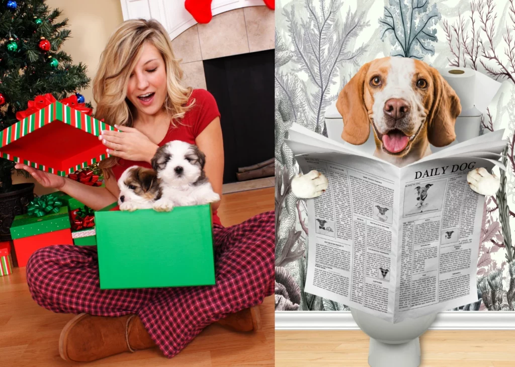 Where Every Pet is a Star: Explore Our Star Seller Collection of Adorable Pet Portraits