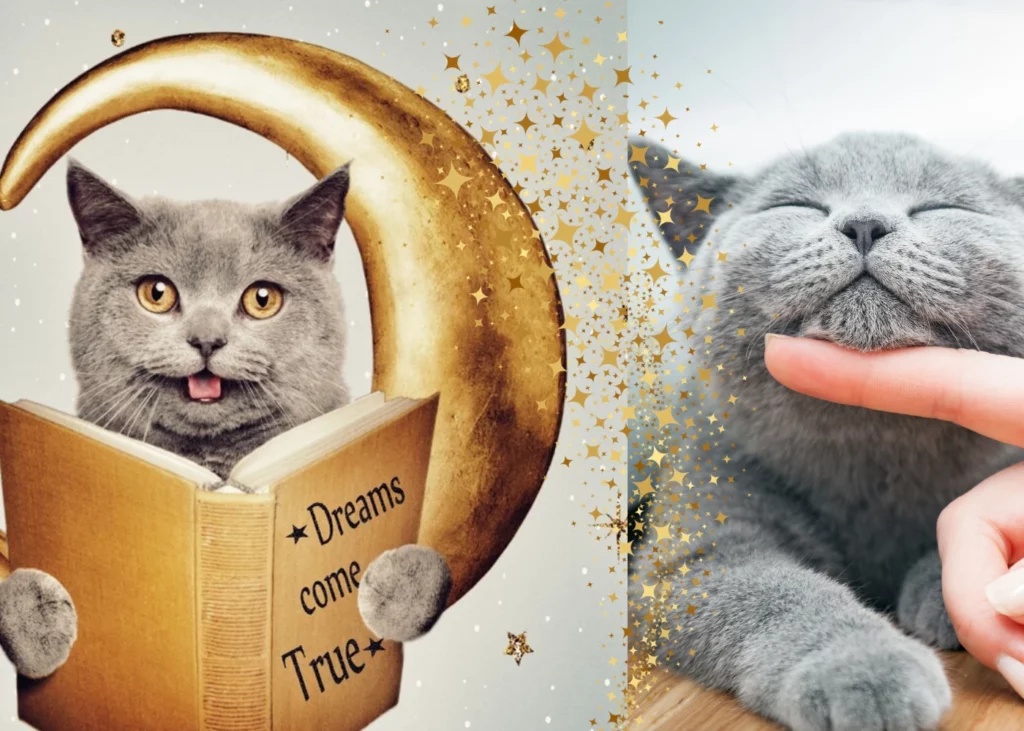 Sweet and funny pet reading a book siiting in the Moon