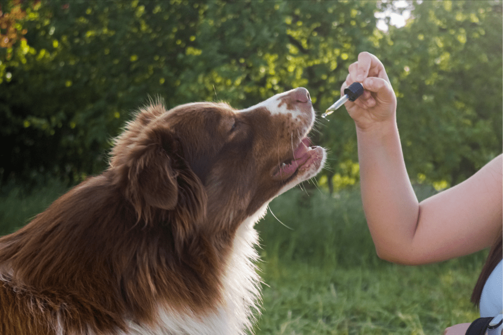 Treating Pet Anxiety and Stress