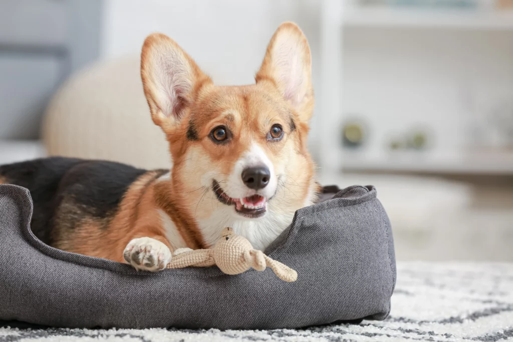 As pet owners, we want nothing but the best for our furry family members. From providing them with nutritious food to ensuring they have a comfortable place to rest, every decision we make contributes to their overall well-being and happiness.