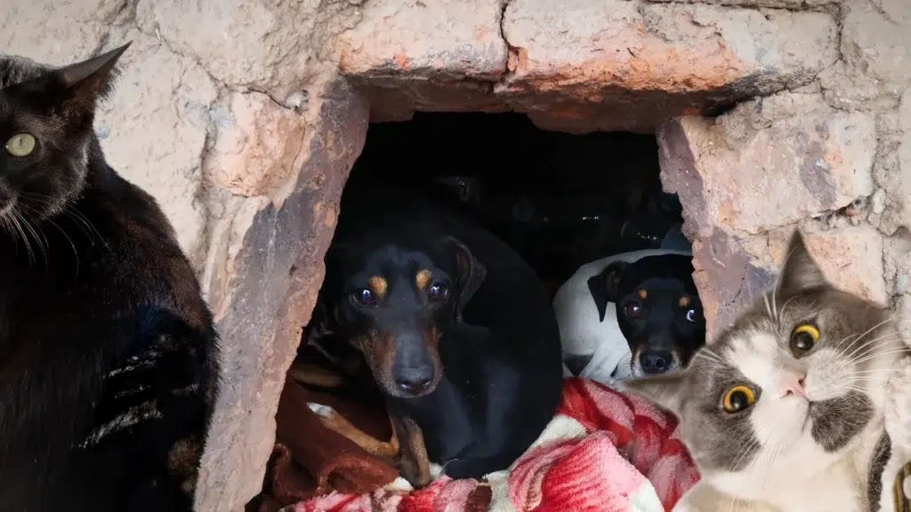 Have you ever wondered what your pets do when you’re not around? 🐾 Do they sit quietly waiting for your return, or do they embark on secret adventures?