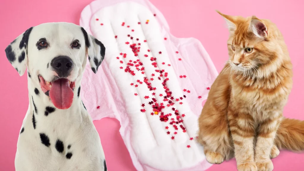 Understanding Menstruation in Dogs and Cats
