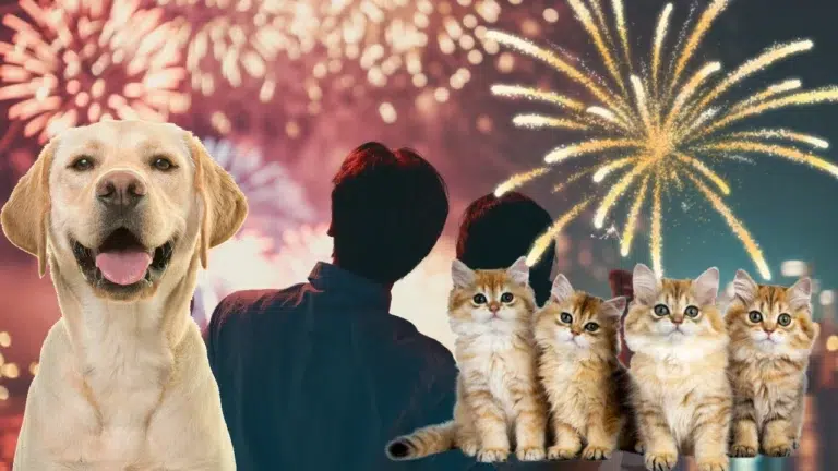 while we enjoy the festivities, our furry friends might find this holiday overwhelming and stressful