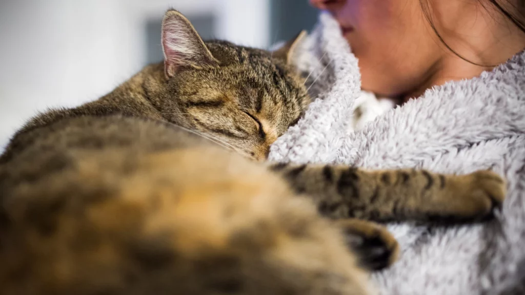 The Healing Power of a Cat’s Purr: How Your Feline Friend Can Help You Heal 😺