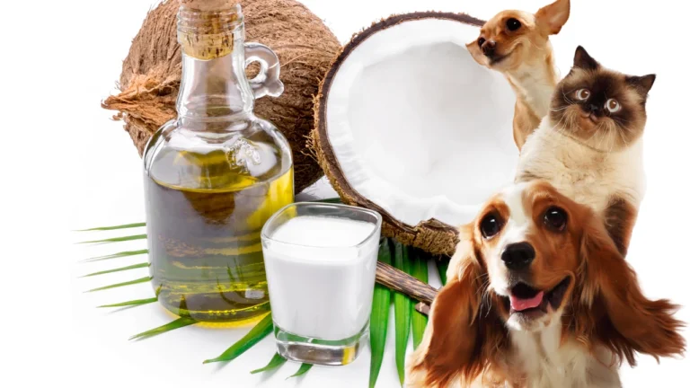 Using Coconut Oil for Pets: A Natural Game-Changer for Your Furry Friends 🐾