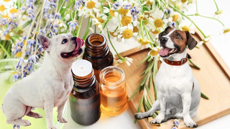 Discover the Benefits of Natural Remedies for Your Pet's Health and Well-being 🌸