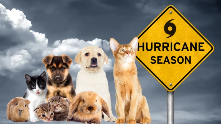 🌀 How to Protect Your Pets During a Hurricane 🐾