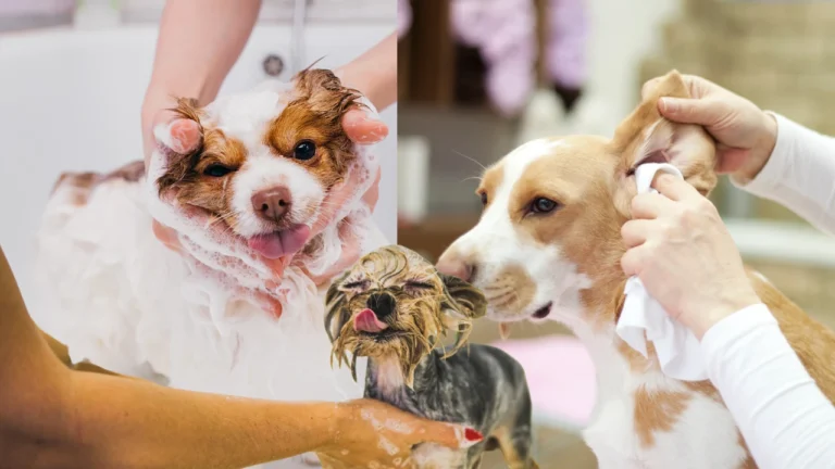 How to Cure Parasites Naturally in Your Pet 🐾